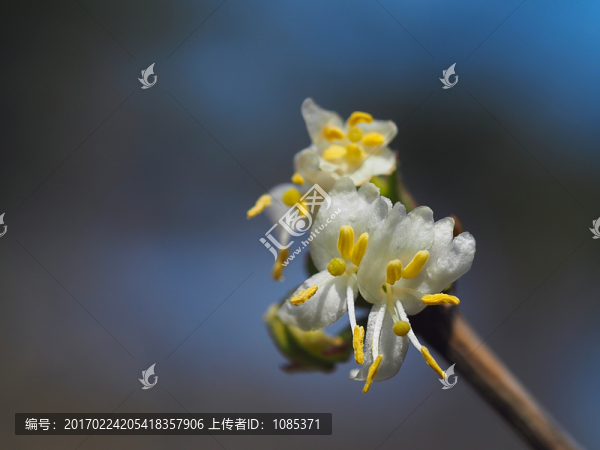 郁香忍冬