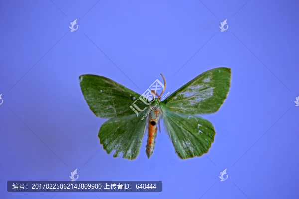碟青尺蛾標(biāo)本