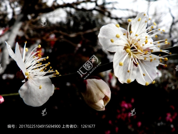 白梅玉潔