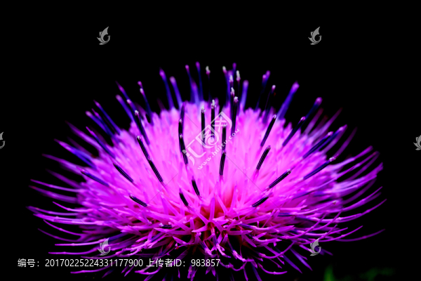 魁薊