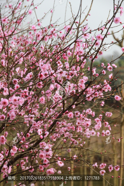 桃花