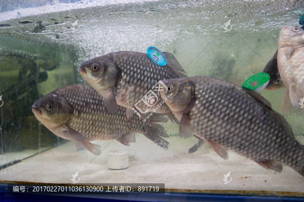 魚缸里的活鯽魚,千島湖鯽魚