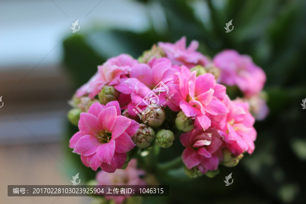 長壽花