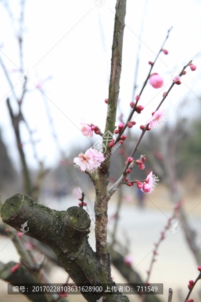 梅樹梅花