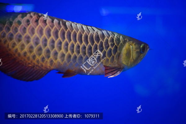 金龍魚