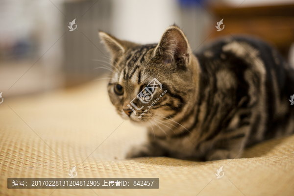 美國短毛貓
