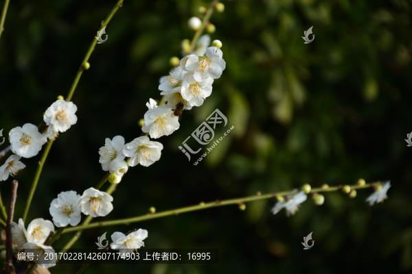 梅花,梅花素材