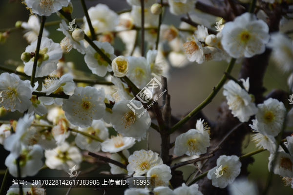 梅花,梅花素材