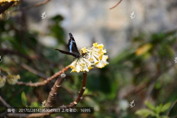 結(jié)香,結(jié)香花