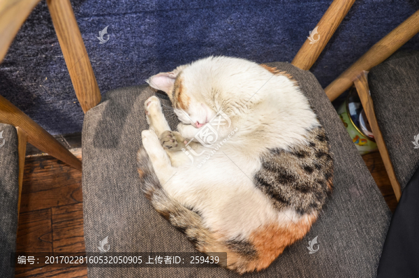 睡覺的貓
