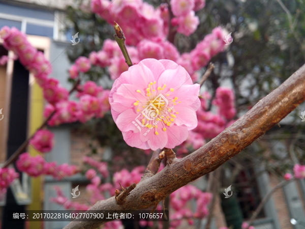 桃花特寫,戶外寫意
