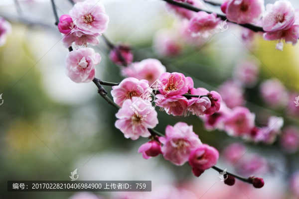 梅花