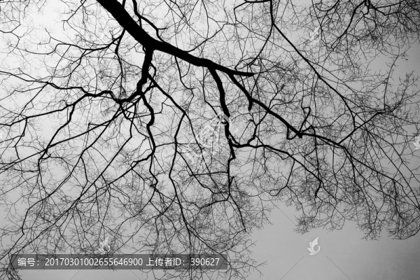樹枝天空
