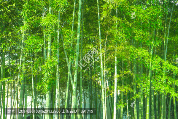 竹林風光,竹林背景竹林素材