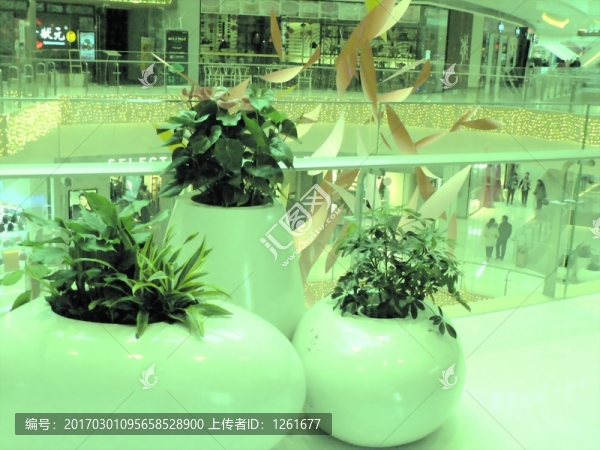 冬季賣場(chǎng)之綠色植物