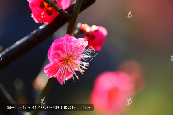 紅梅