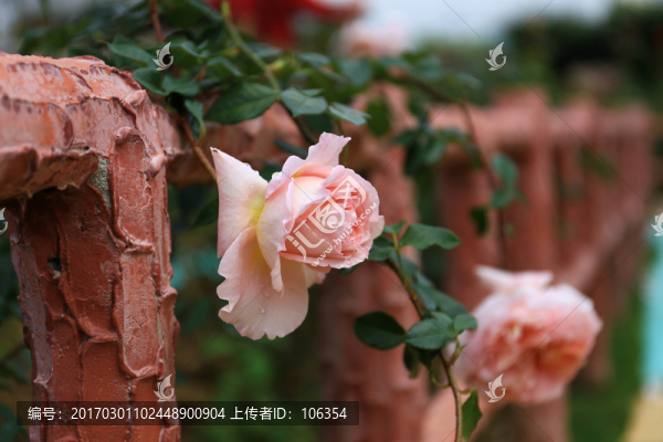 玫瑰花
