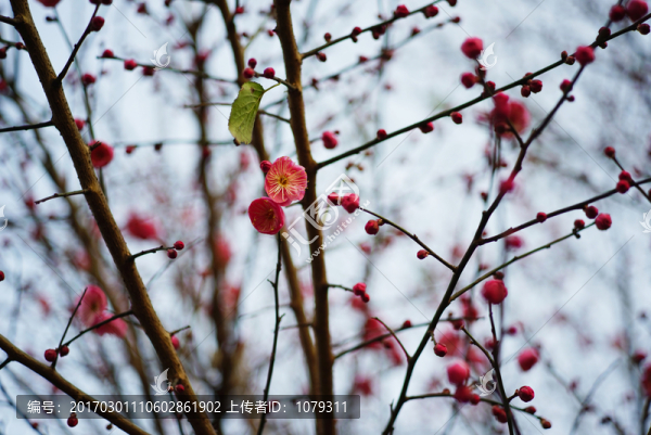 梅花,桃花