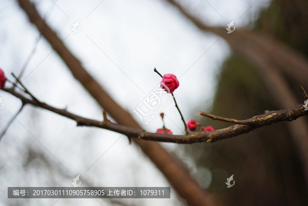 梅花,桃花,春天