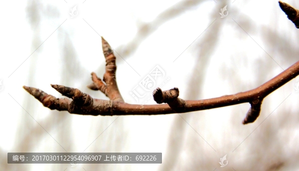 冬天的植物