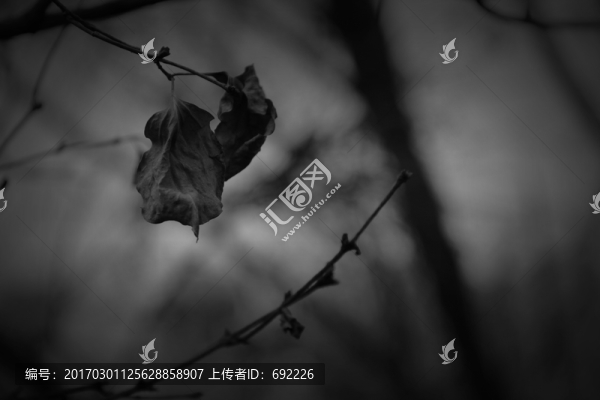 冬天的葉子