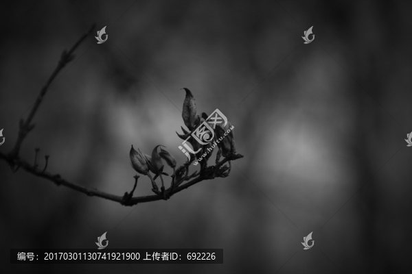 冬天的植物