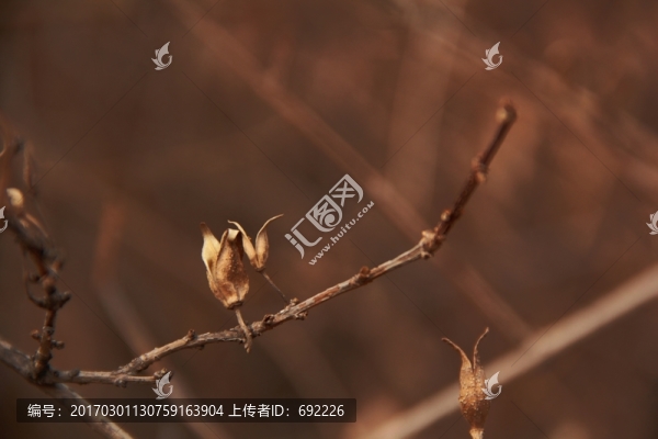 冬天的植物