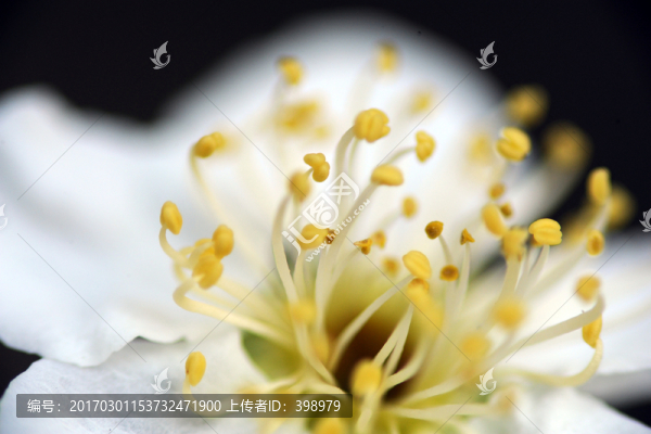梅花特寫(xiě)