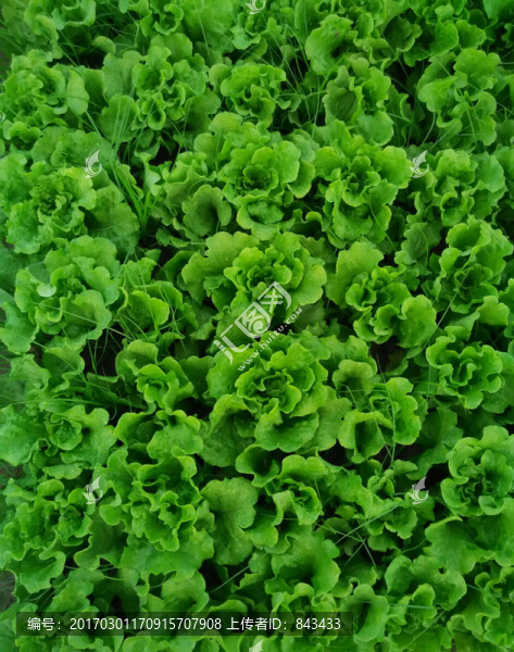 生菜