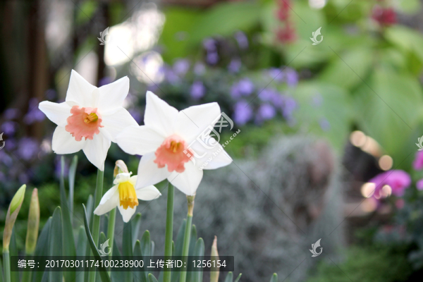 洋水仙花