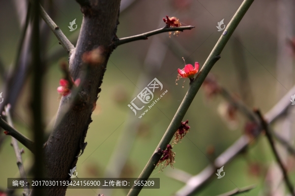 梅花