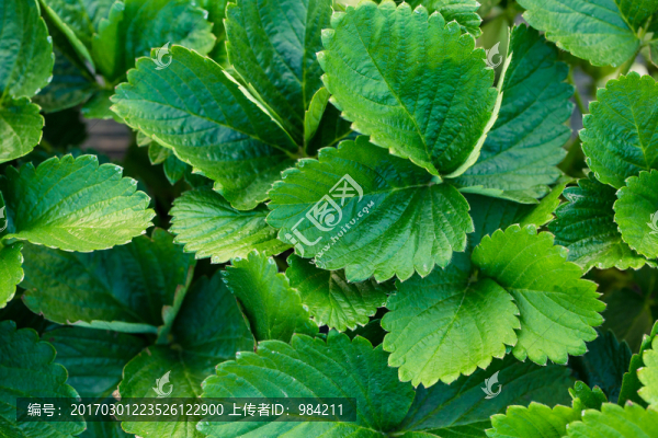 草莓葉子