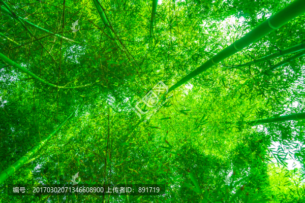 竹林