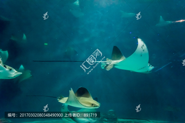 海底世界,深海,魚群,魔鬼魚