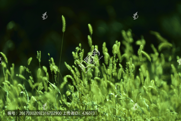 狗尾草