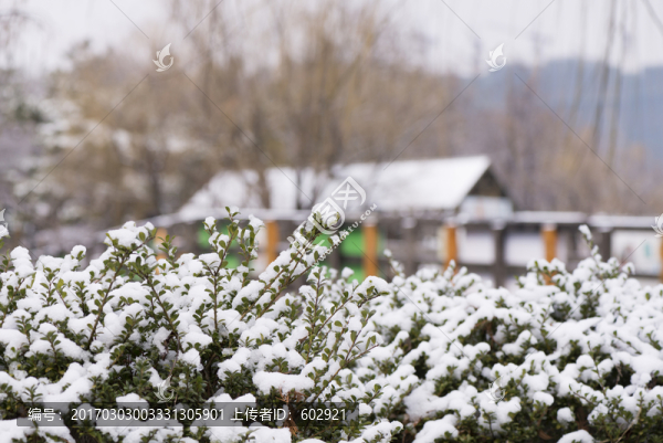 植物上的雪