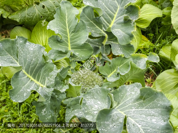 雨露綠葉西蘭花