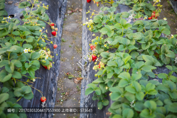 草莓種植
