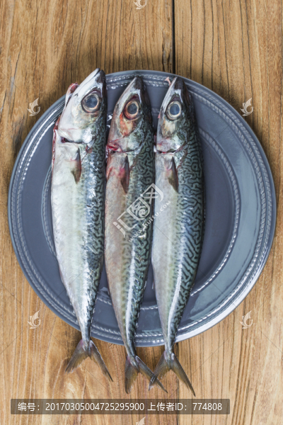 鯖魚(yú),海鮮