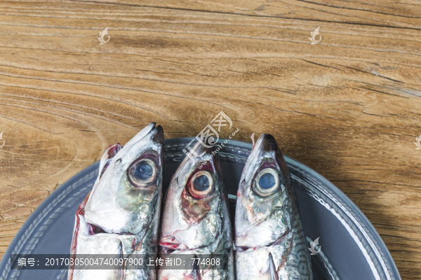 鯖魚(yú),海鮮