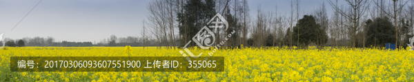 油菜花