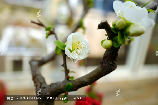 花卉,植物,背景,設(shè)計,裝飾