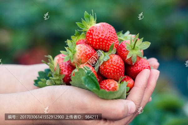 草莓,手捧一堆草莓,TIF
