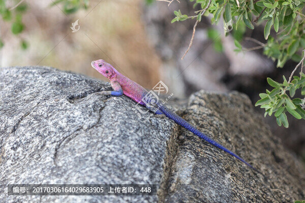 蜥蜴,Lizard,四腳蛇