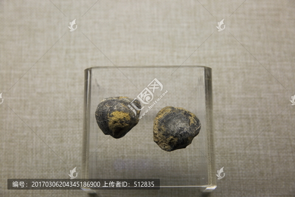 腕足類貝殼化石