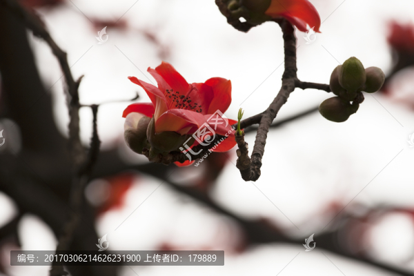 廣州木棉花