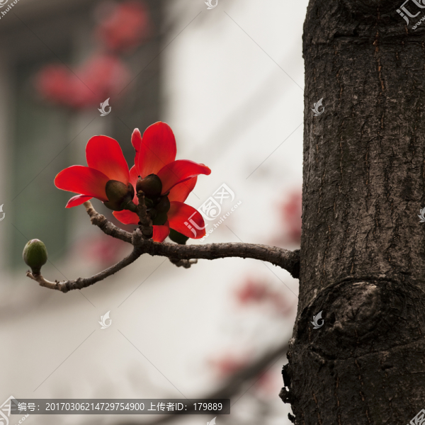 廣州木棉花