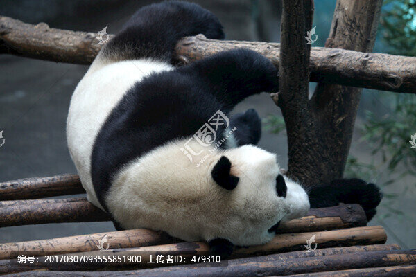 熊貓,陸地動物,睡覺的熊貓