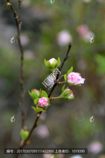 一支桃花