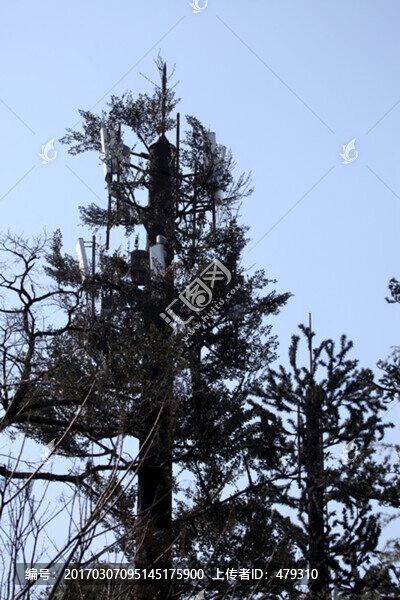 山,風(fēng)景,深林,樹木,路,綠樹